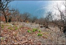 1 Blick hangabwaerts zum Edersee